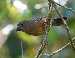 Sporophila angolensis