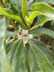 Myoporum