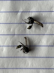 Polybia plebeja