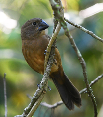 Sporophila angolensis