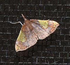 Atelocentra chloraspis
