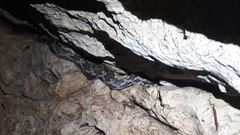 Pseudelaphe phaescens