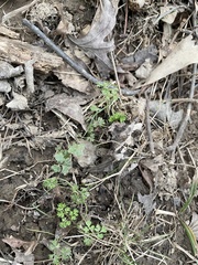 Chaerophyllum procumbens