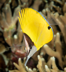 Forcipiger flavissimus