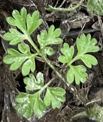 Chaerophyllum procumbens