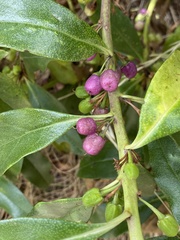 Myoporum
