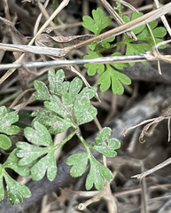 Chaerophyllum procumbens