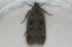 Anacampsis innocuella