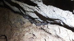 Pseudelaphe phaescens