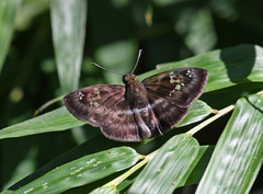 Quadrus cerialis
