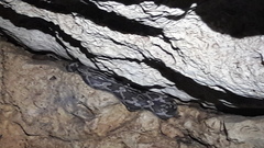 Pseudelaphe phaescens