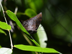 Memphis moruus