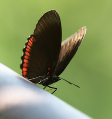 Biblis hyperia