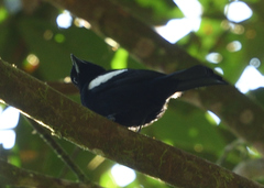 Loriotus luctuosus