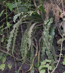 Hylocereeae