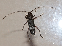 Phacodes