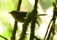 Basileuterus tristriatus