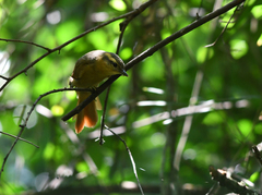 Anabacerthia lichtensteini