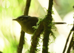 Basileuterus tristriatus