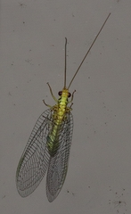 Italochrysa insignis