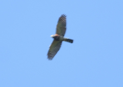 Harpagus bidentatus
