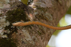 Leptophis ahaetulla