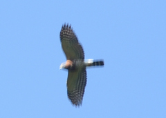 Harpagus bidentatus