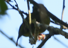 Machaeropterus deliciosus