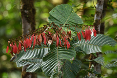 Warszewiczia coccinea