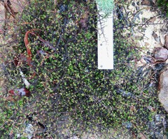 Pseudanthus divaricatissimus