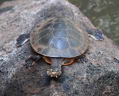 Phrynops williamsi