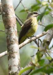 Myiodynastes hemichrysus