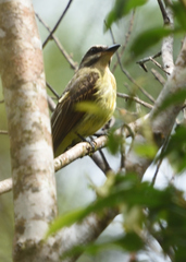 Myiodynastes hemichrysus