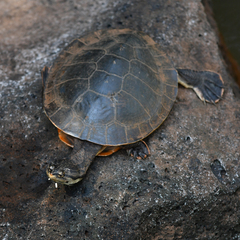 Phrynops williamsi