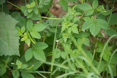 Cleome