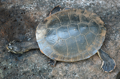 Phrynops williamsi