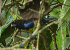 Bangsia melanochlamys