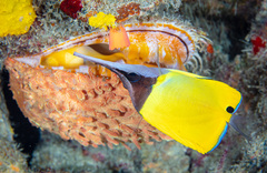 Forcipiger longirostris