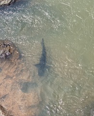 Steindachneridion melanodermatum