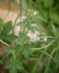 Cleome