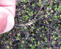 Pseudanthus divaricatissimus