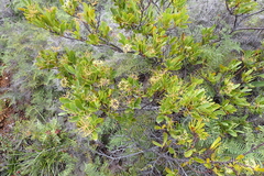 Stenocarpus umbelliferus