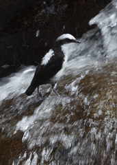 Cinclus leucocephalus