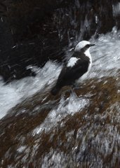Cinclus leucocephalus