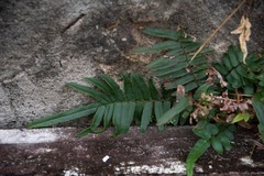 Pleopeltis polypodioides