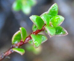 Pseudanthus divaricatissimus