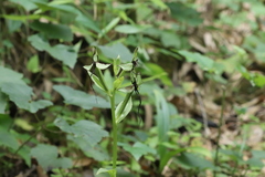 Platanthera japonica
