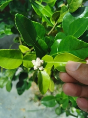 Citrus hystrix