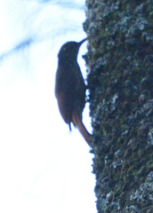 Lepidocolaptes souleyetii