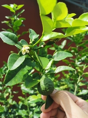 Citrus hystrix